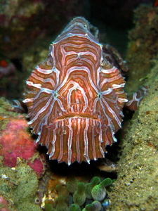 The psychedelic frogfish - size about 5 - 6 cm by Danny Van Belle 